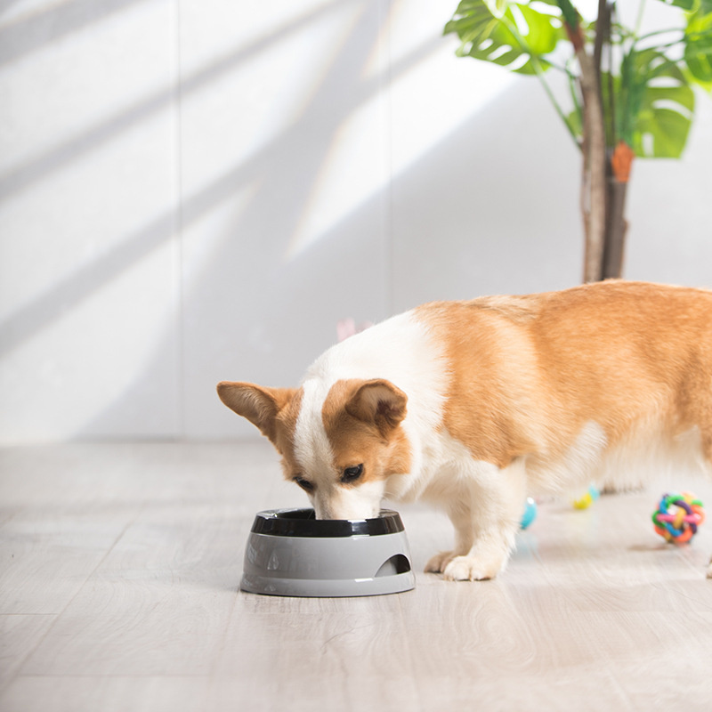 Pet Dog Bowls Floating Not Wet - đánh giá và giá Travel Accessories For Dogs